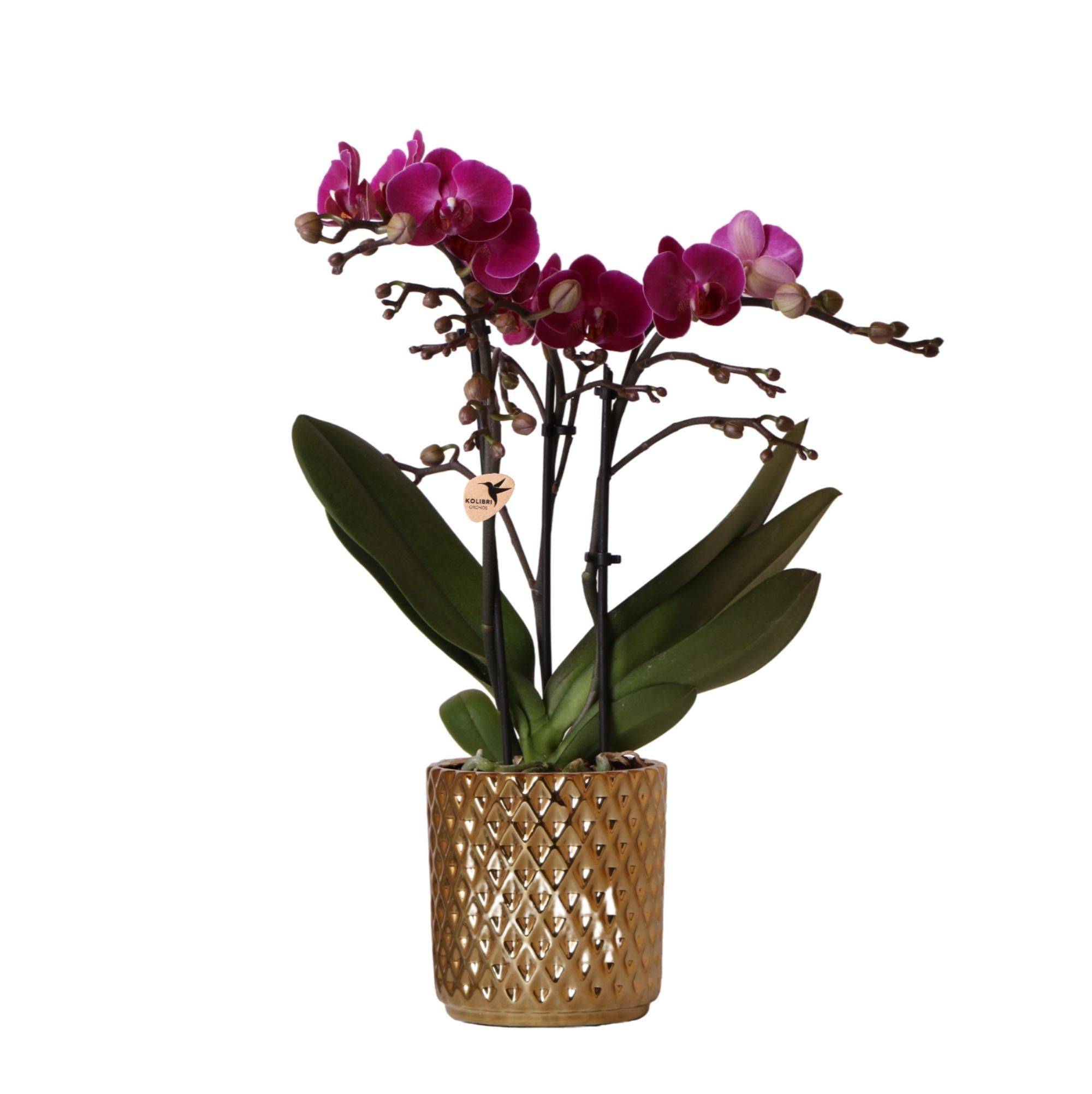 La Green Touch - Orchidée Morelia Violette et son pot- La Green Touch Brillant - Hauteur 35cm - Imagen 1