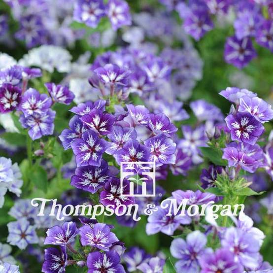 Graines de Phlox drummondii Sugar Stars - Phlox de Drummond le sachet de 250 graines environ (0,7g)