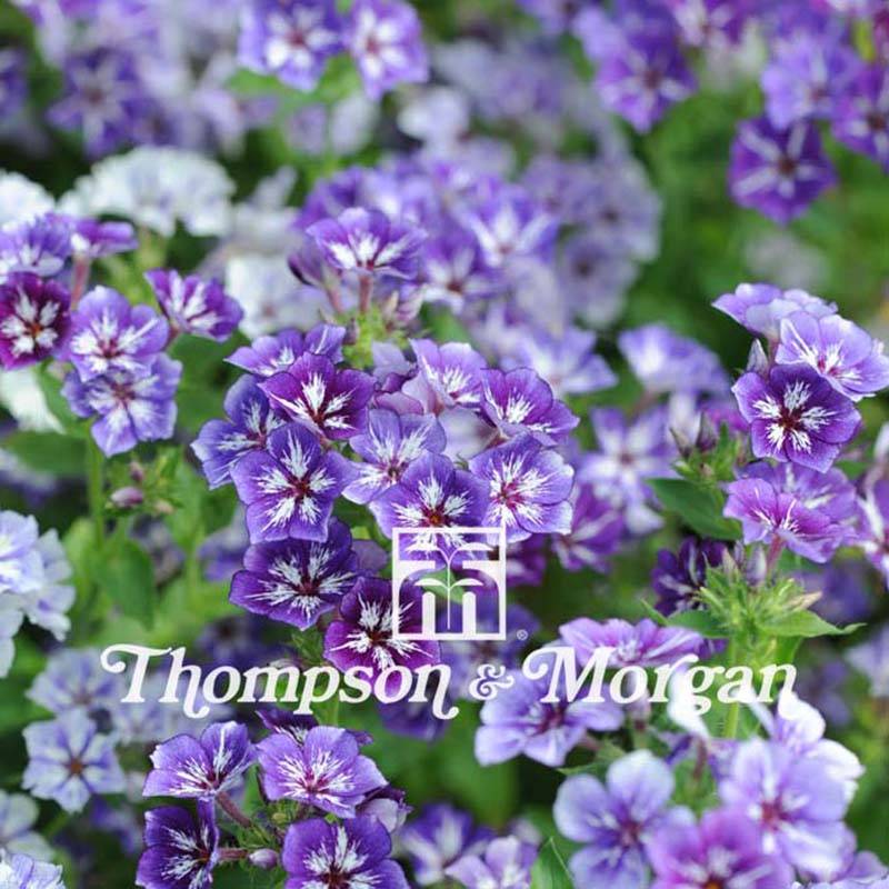 Graines de Phlox drummondii Sugar Stars - Phlox de Drummond  le sachet de 250 graines environ (0,7g)