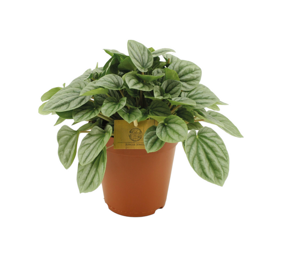 Peperomia Moonlight 25cm - Plante d'intérieur- La Green Touch - Image 1