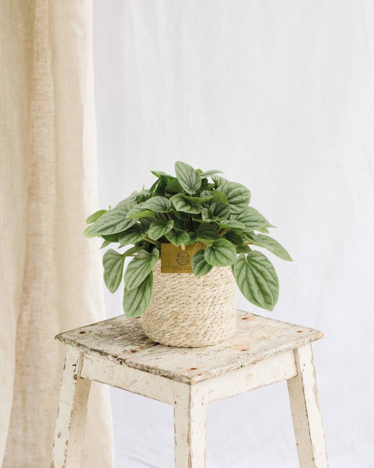 Peperomia Moonlight 25cm - Plante d'intérieur- La Green Touch - Image 2