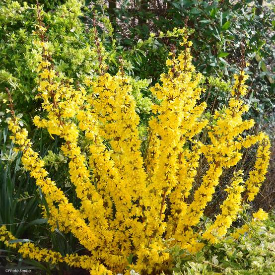 Forsythia Mikador - Mimosa de Paris Pot de 2L/3L - Image 1