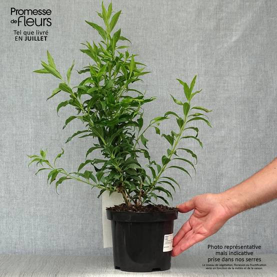 Forsythia Mikador - Mimosa de Paris Pot de 2L/3L - Image 2