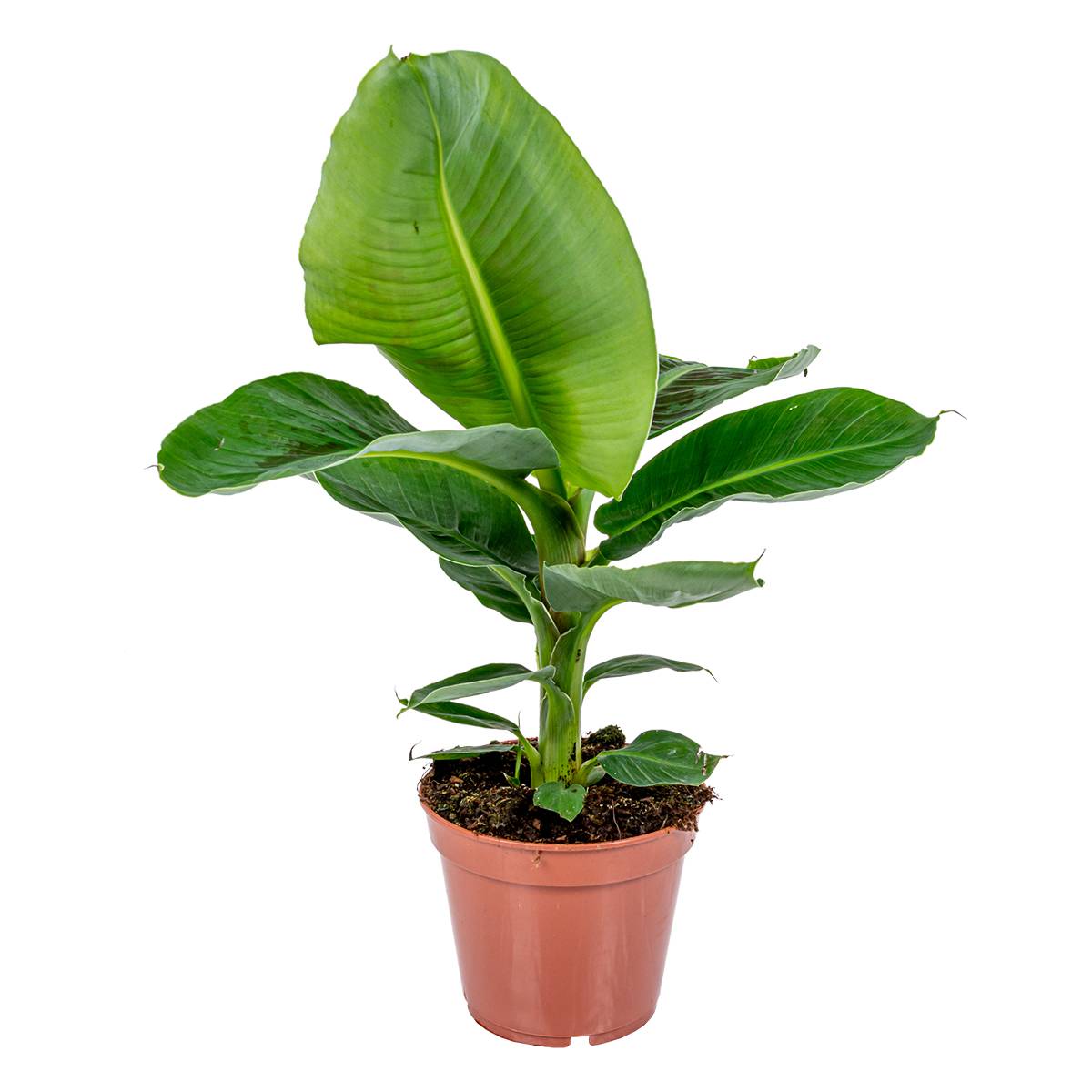 Musa Dwarf Cavendish - Bananier d’intérieur - Plante d’intérieur - H. 60-70 cm - P. 17 cm - Image 1