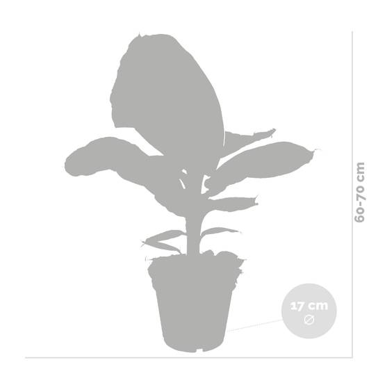 Musa Dwarf Cavendish - Bananier d’intérieur - Plante d’intérieur - H. 60-70 cm - P. 17 cm - Image 4