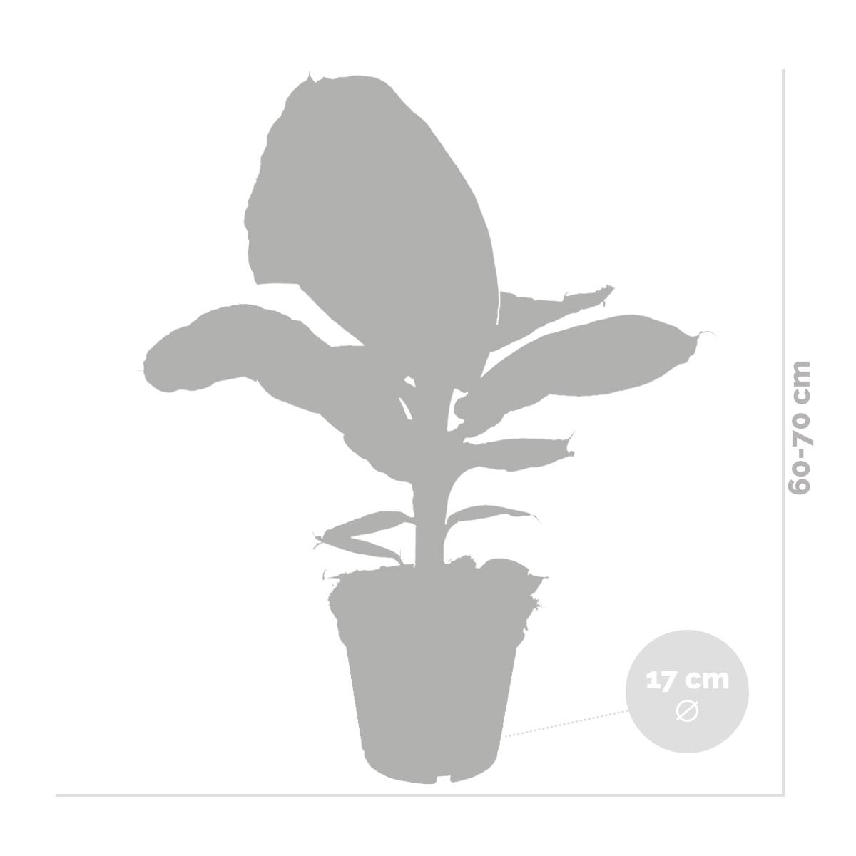 Musa Dwarf Cavendish - Bananier d’intérieur - Plante d’intérieur - H. 60-70 cm - P. 17 cm - Image 4