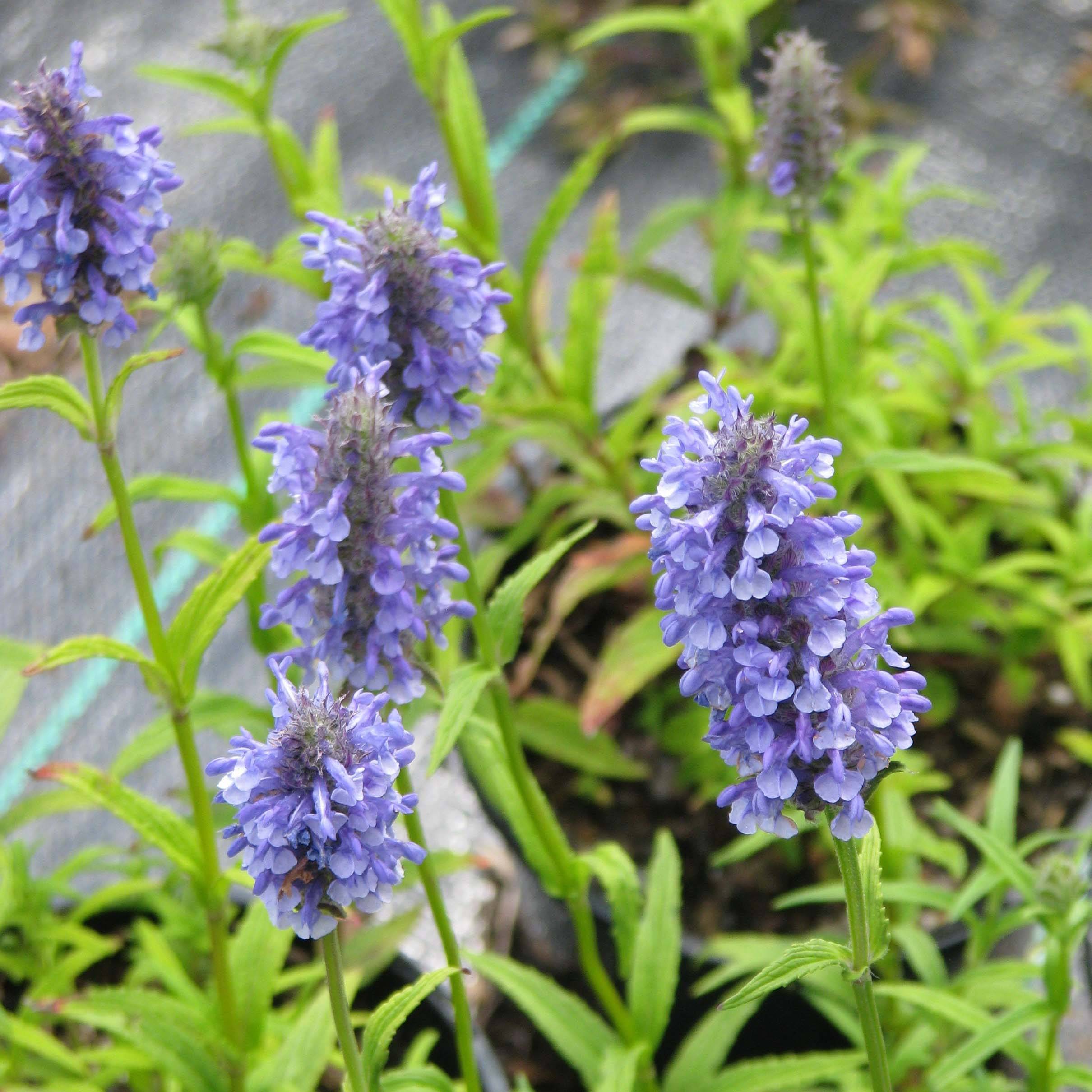 Nepeta nervosa - Chataire nervurée Pot de 2L/3L