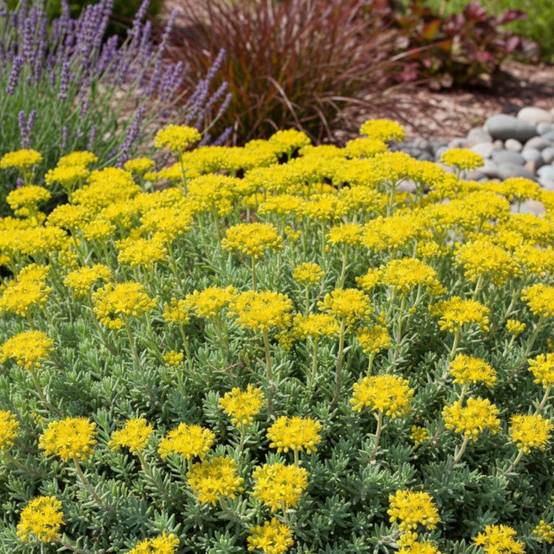 Orpin réfléchi Glaucum, Sedum à fleurs Jaune/ - feuillage Persistant - Godet - 5/20 cm
