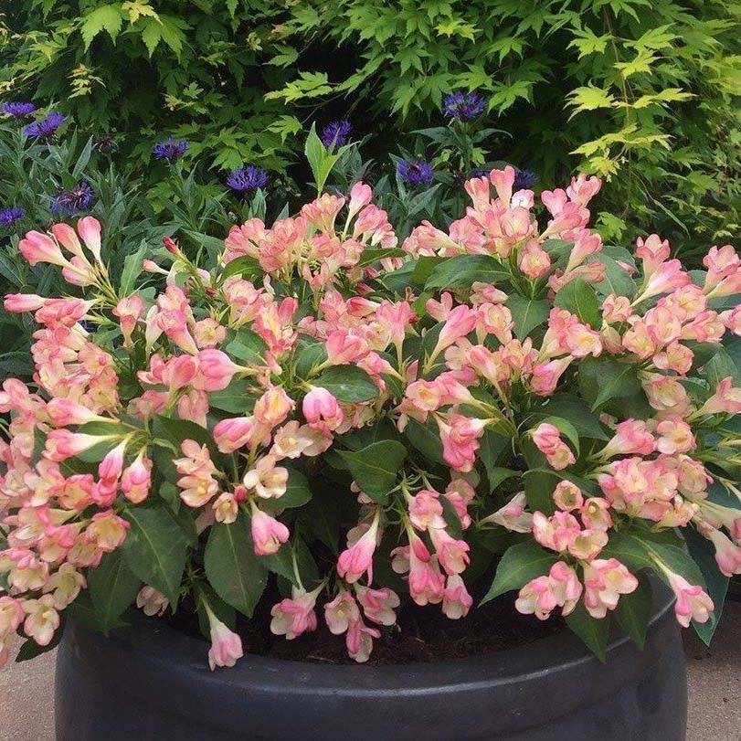 Promesse de Fleurs - Weigelia All Summer Peach Pot de 7,5L/10L