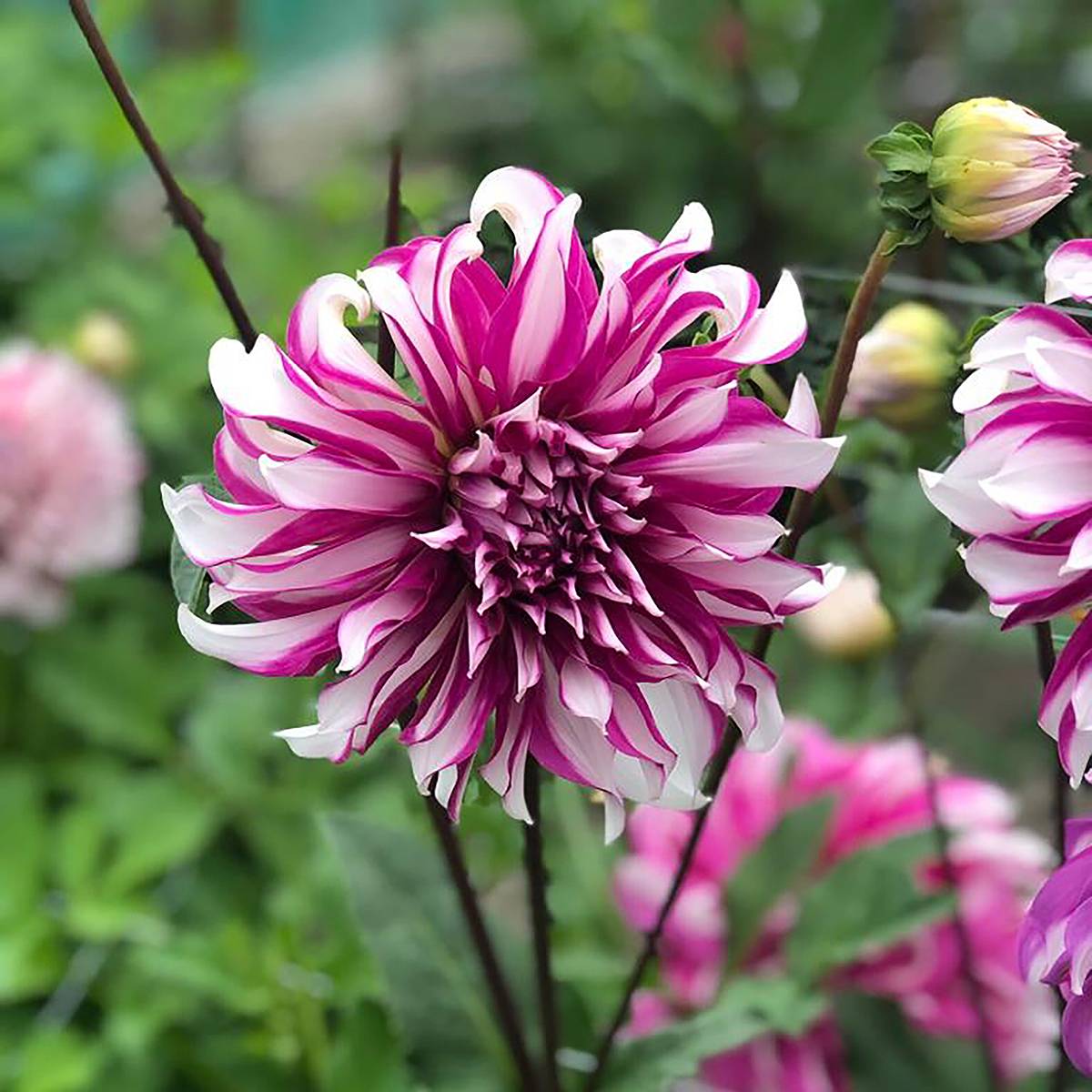 Dahlia décoratif Radegast Bulbe calibre I