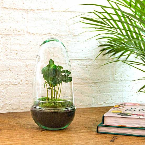 Kit Terrarium Diy - D25 H25cm - Image 4