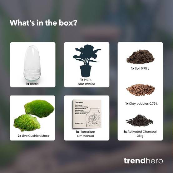 Kit Terrarium Diy - D25 H25cm - Image 3