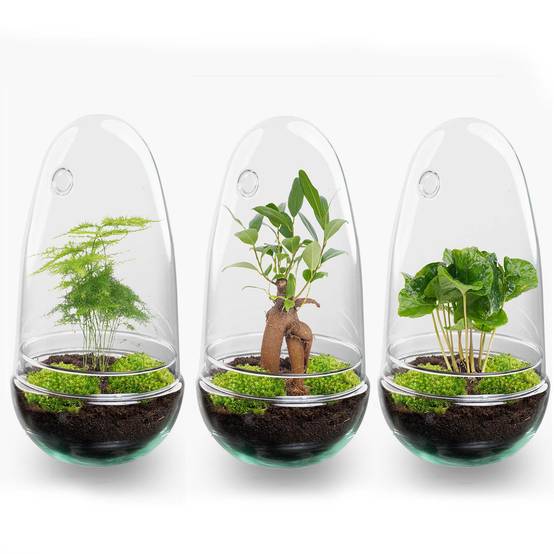 Kit Terrarium Diy - D25 H25cm - Image 5