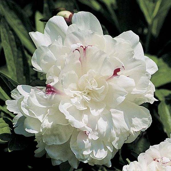 Promesse de Fleurs - Pivoine lactiflora Festiva Maxima Souche 3/5 yeux