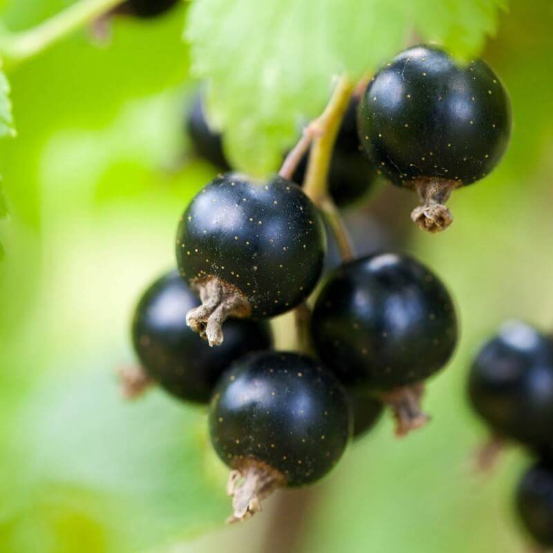 Cassissier (Ribes Nigrum) - Godet - Taille 13/25cm - Pépinières Naudet - Image 2