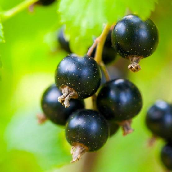 Cassissier (Ribes Nigrum) - Godet - Taille 13/25cm - Pépinières Naudet - Image 1