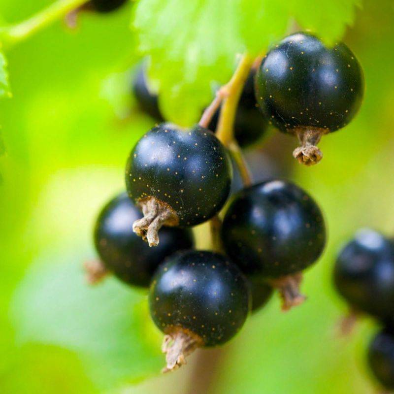 Cassissier (Ribes Nigrum) - Godet - Taille 13/25cm - Pépinières Naudet - Image 1