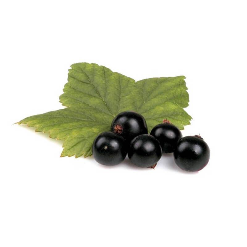 Cassissier (Ribes Nigrum) - Godet - Taille 13/25cm - Pépinières Naudet - Image 3