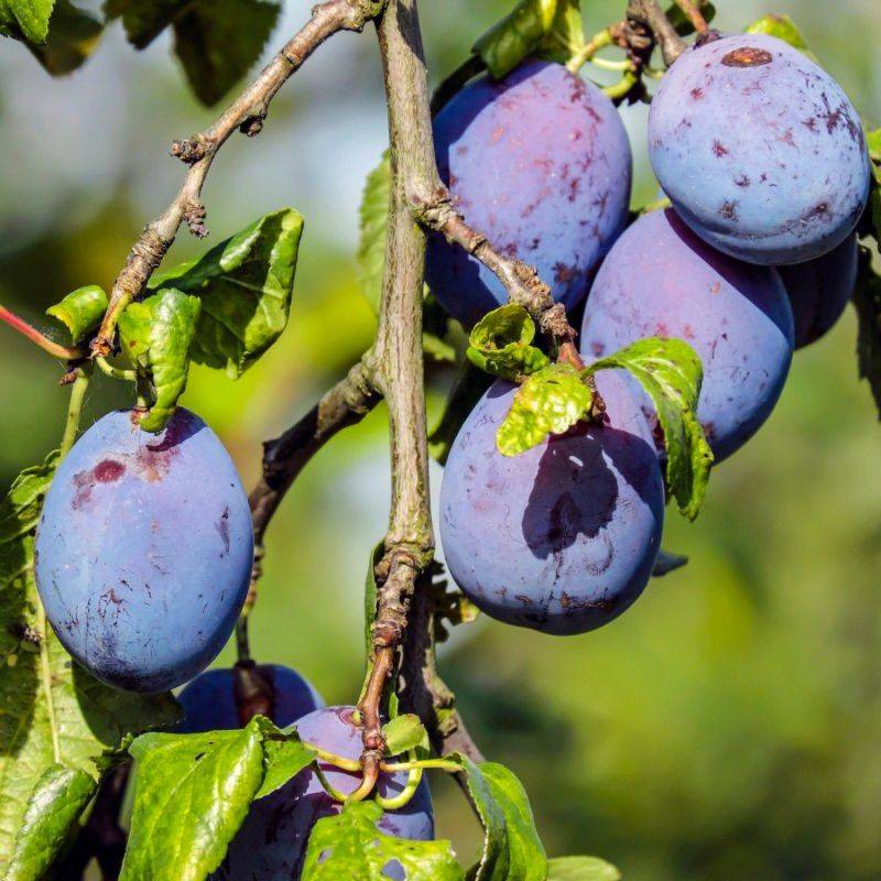 Prunier 'Quetsche d'Alsace' (Prunus domestica 'Quetsche d'Alsace') - Scion de 150cm - Pépinières Naudet - Imagen 1