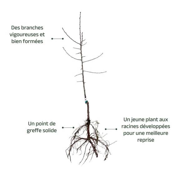 Prunier 'Quetsche d'Alsace' (Prunus domestica 'Quetsche d'Alsace') - Scion de 150cm - Pépinières Naudet - Image 3