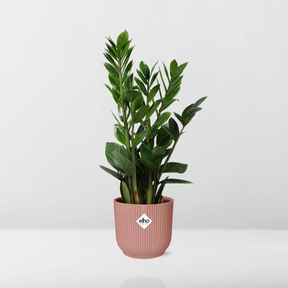 La Green Touch - Zamioculcas - H40cm - Image 6