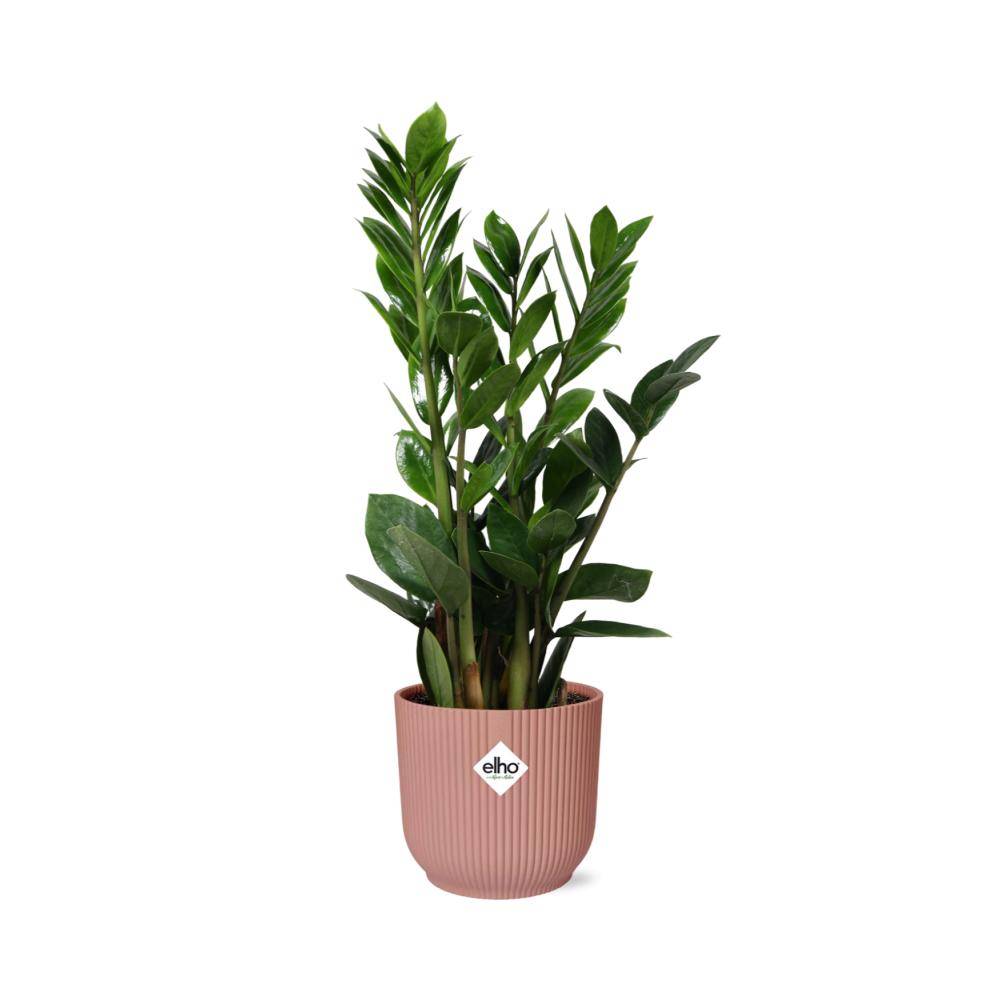 Zamioculcas - H40cm