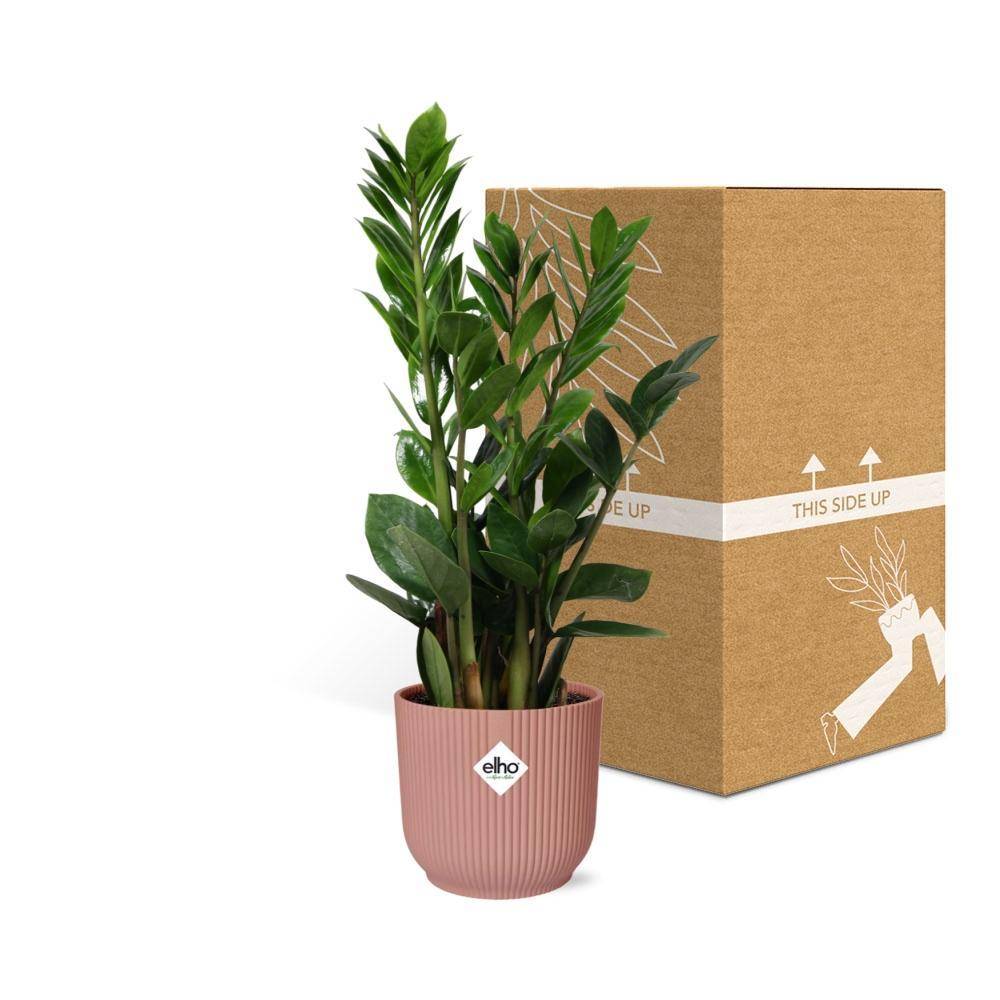 La Green Touch - Zamioculcas - H40cm - Image 5