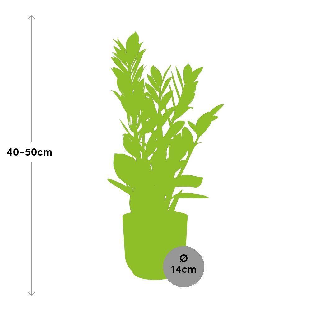 La Green Touch - Zamioculcas - H40cm - Image 3