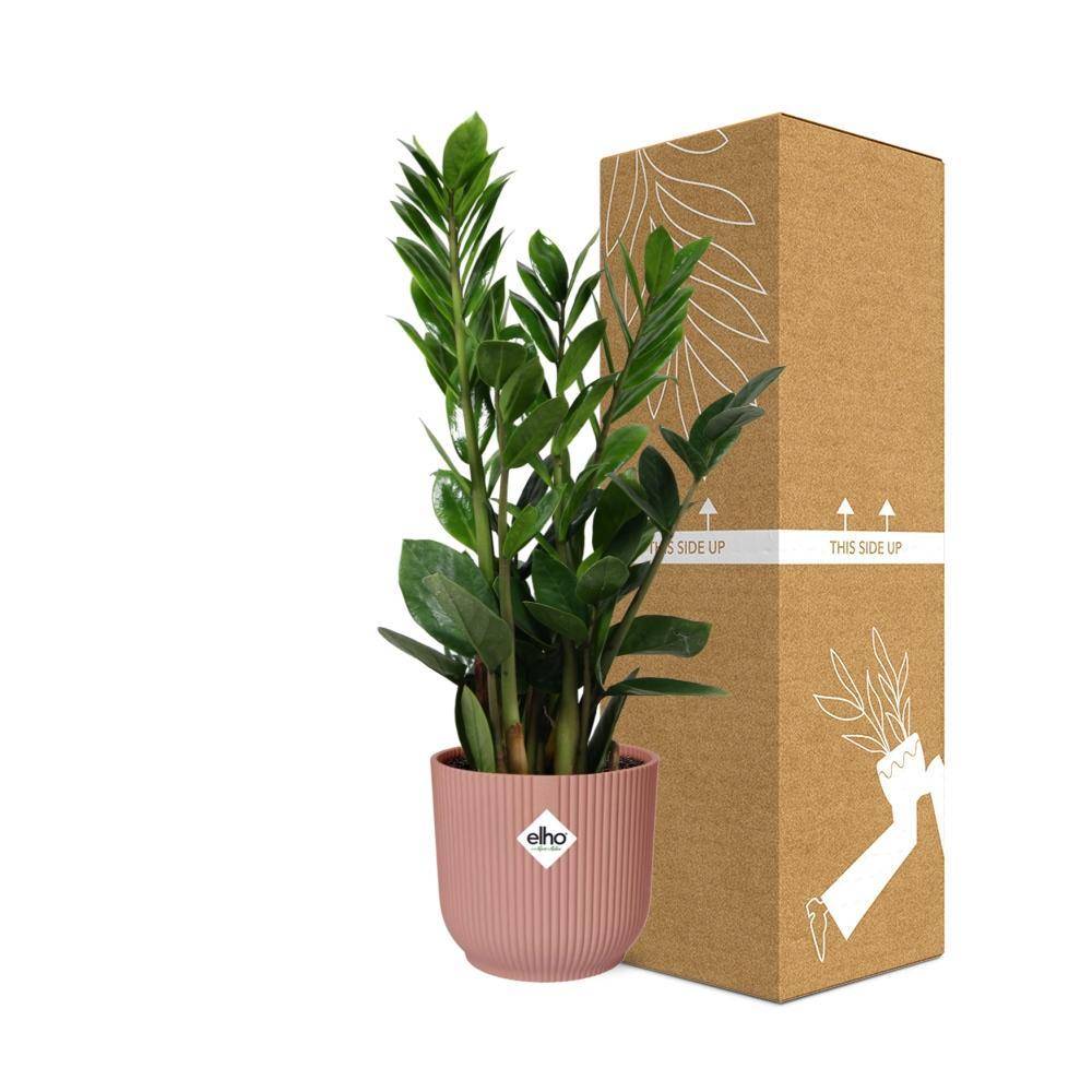 La Green Touch - Zamioculcas - H40cm - Image 4
