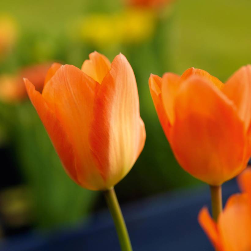 Promesse de Fleurs - Tulipe fosteriana Orange Emperor Bulbe calibre 12+ (par 10)