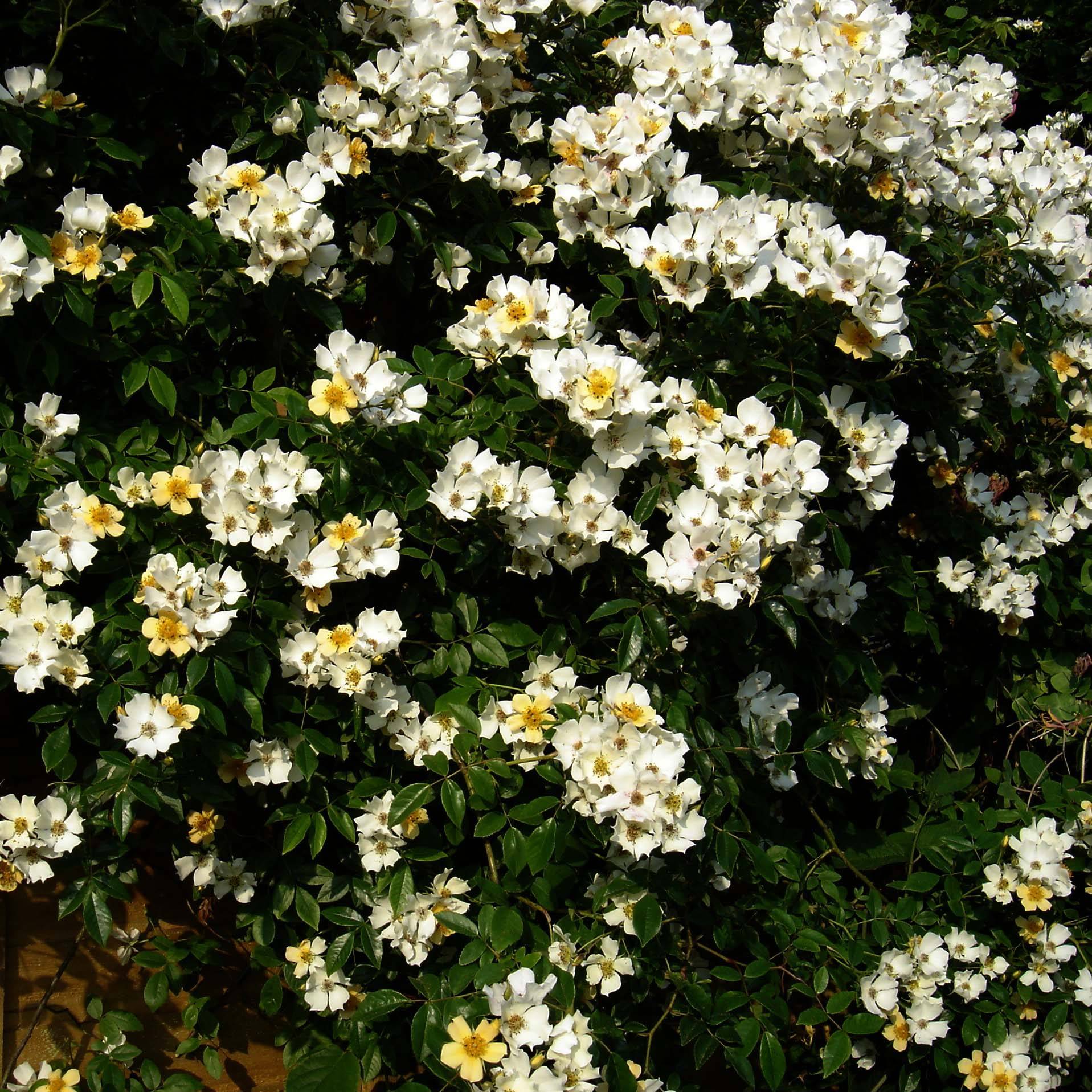 Promesse de Fleurs - Rosier liane Wedding Day Racines nues en motte