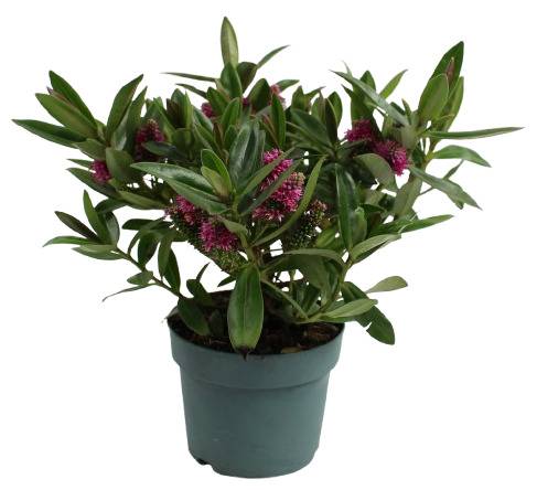 Fleuron D'Anjou - VERONIQUE VERTE Pot 10,5 cm - Image 1