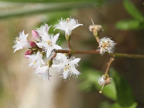 Trèfle d'eau - Menyanthes trifoliata Godet de 8/9 cm - Image 1