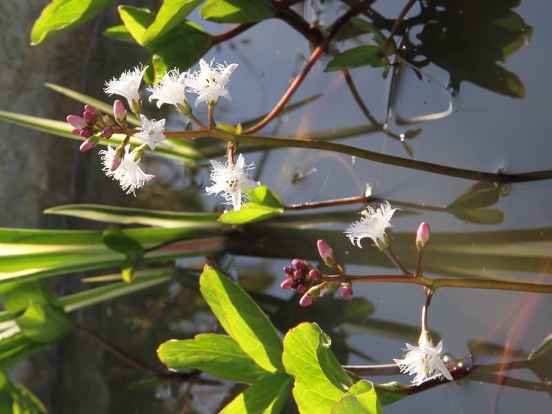 Trèfle d'eau - Menyanthes trifoliata Godet de 8/9 cm - Image 2