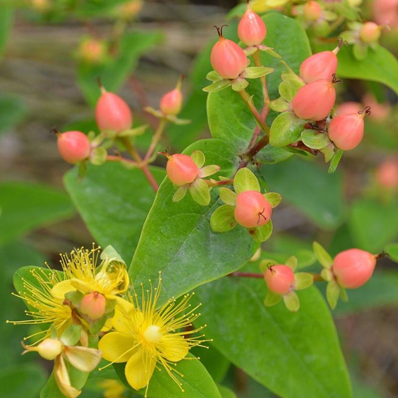 Millepertuis Magical® Pumpkin 'Kolmapuki', Hypericum à fleurs Jaune - feuillage Persistant - Pot de 1,5L - 10/20 cm-  hauteur à maturité De 1,00 m à 1 - Imagen 1