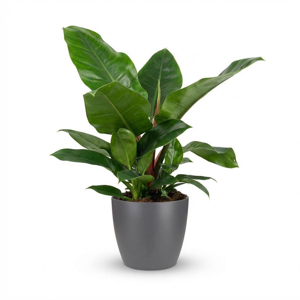 Philodendron - Philodendron Imperial Green - Pot de 19cm - Hauteur 65cm - Gris - Plantes d'intérieur - Image 1