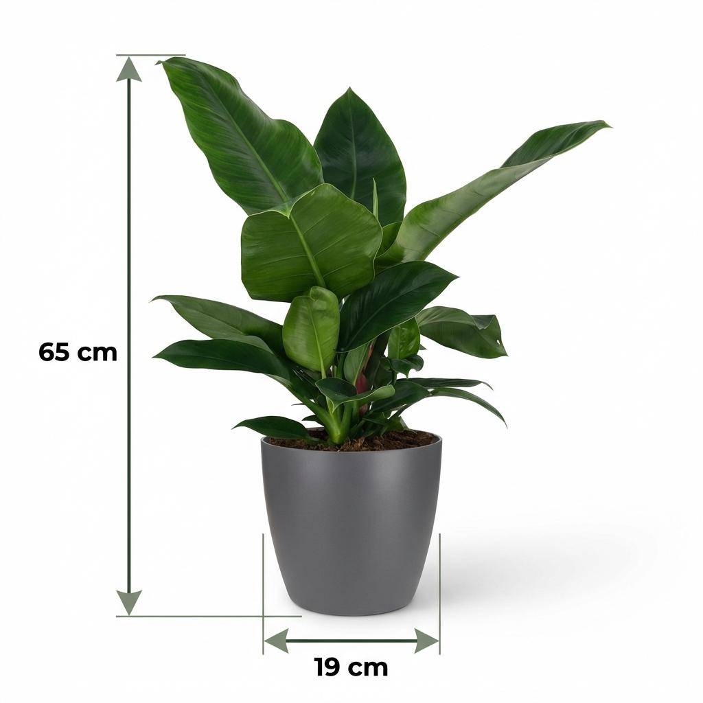 Philodendron - Philodendron Imperial Green - Pot de 19cm - Hauteur 65cm - Gris - Plantes d'intérieur - Image 5