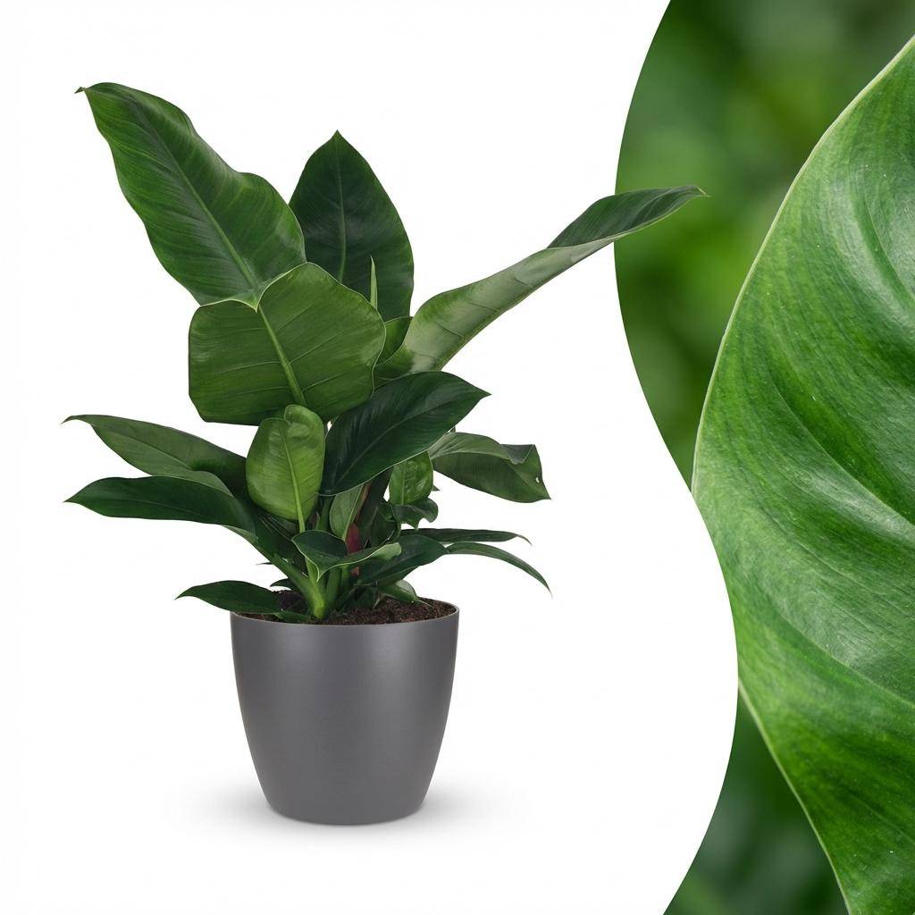 Philodendron - Philodendron Imperial Green - Pot de 19cm - Hauteur 65cm - Gris - Plantes d'intérieur - Image 2