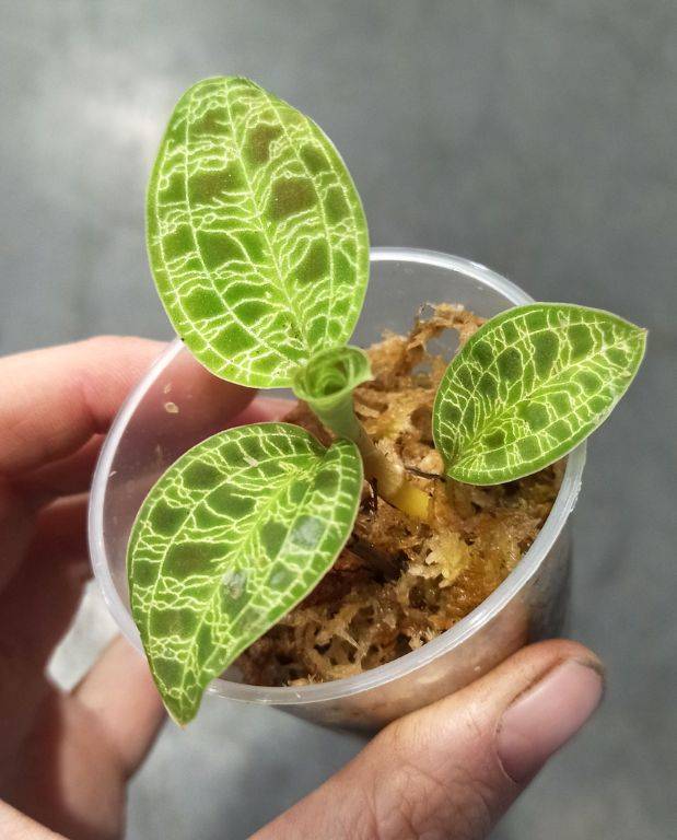Macodes petola - orchidée bijou D. 6cm H. 8cm - Plante d'intérieur - IndoorPoppies - Image 3