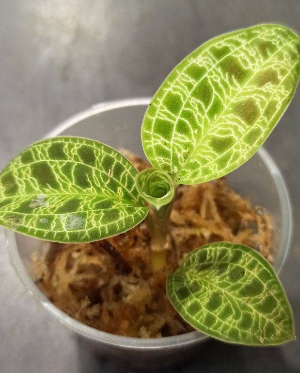 Macodes petola - orchidée bijou D. 6cm H. 8cm - Plante d'intérieur - IndoorPoppies - Image 4