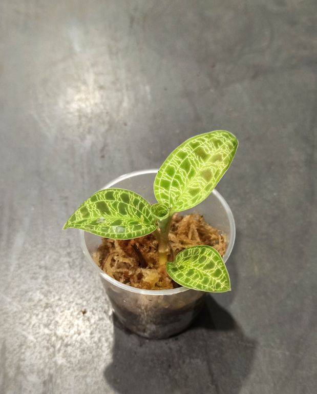 Macodes petola - orchidée bijou D. 6cm H. 8cm - Plante d'intérieur - IndoorPoppies - Image 1