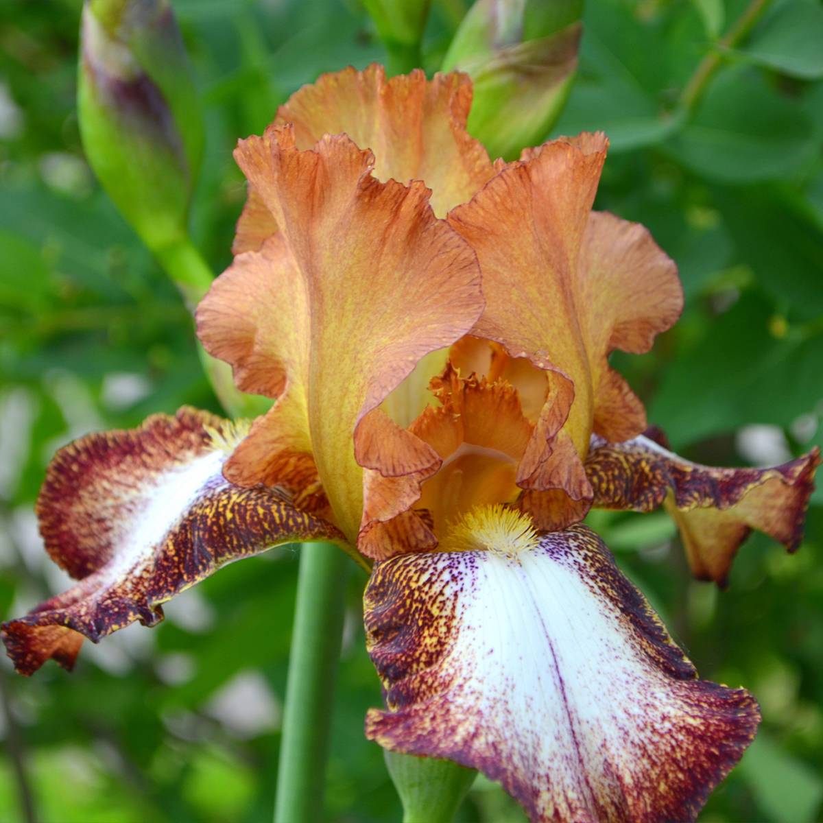 Iris germanica Siva Siva - Iris des Jardins Pot de 1,5L/2L