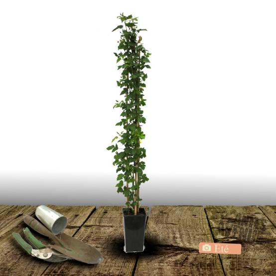 Mûre Thornless à fleurs Blanche - feuillage Caduc - Pot de 3L - Echelle bambou 60/120 cm- hauteur à maturité De 2,50 m à 3,00 m - Image 3