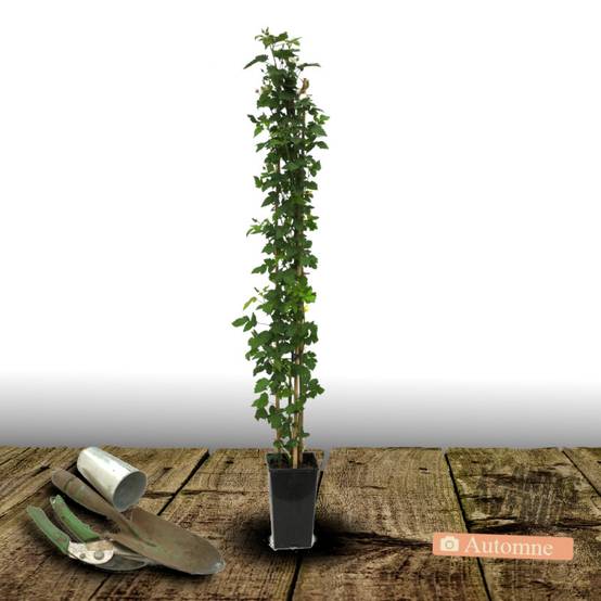 Mûre Thornless à fleurs Blanche - feuillage Caduc - Pot de 3L - Echelle bambou 60/120 cm- hauteur à maturité De 2,50 m à 3,00 m - Image 2
