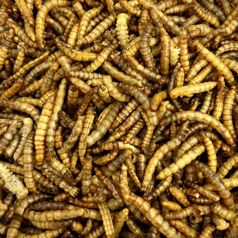 Vers de farine 500g - Friandise pour rongeurs - Nacture