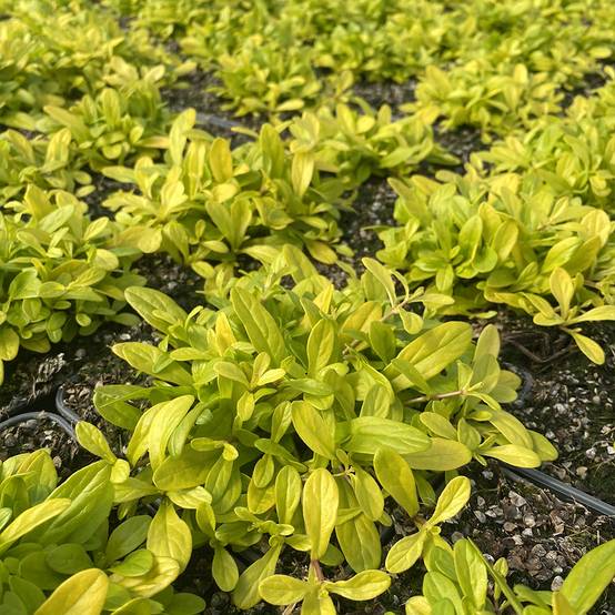Bugle rampante - Ajuga tenorii Cordial Canary Pot de 2L/3L