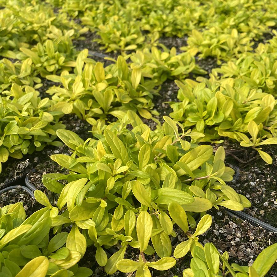 Bugle rampante - Ajuga tenorii Cordial Canary Pot de 2L/3L