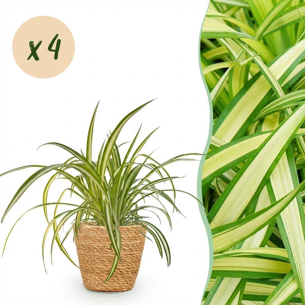 Chlorophytum comosum Variegatum - Pet-friendly - Plante araignée - Pot de 12cm - Hauteur 20-30cm - 4 plantes - Panier - Plantes d'intérieur