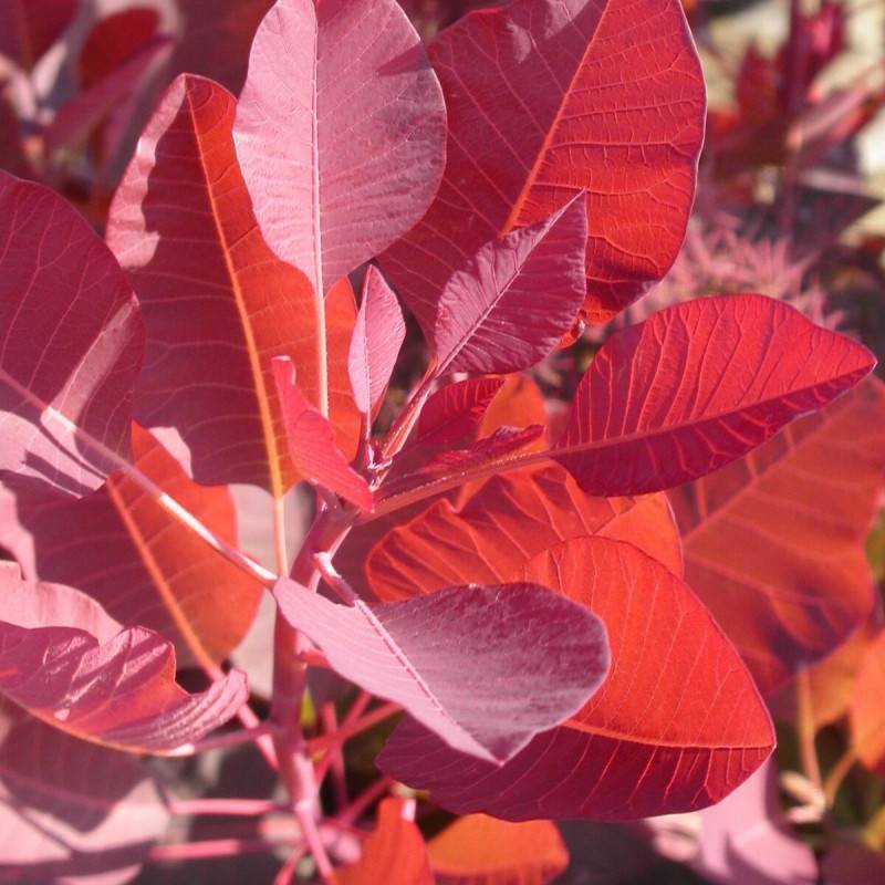 Arbre à perruque Grace, Cotinus à fleurs Rose/ - feuillage Caduc - Pot de 1,5L - 20/50 cm