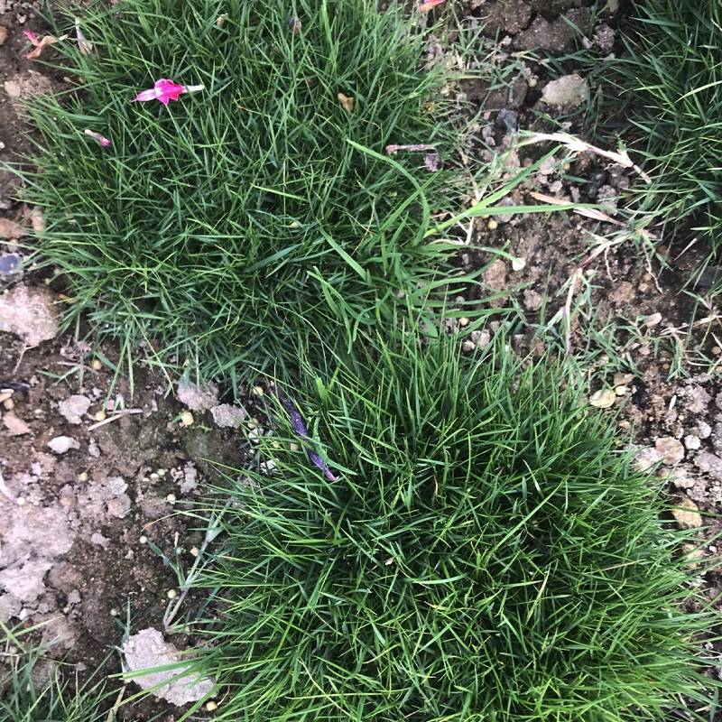 Zoysia tenuifolia - Gazon des Mascareignes Godet de 8/9 cm